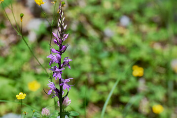 Dactylorhiza maculata, known as the heath spotted-orchid or moorland spotted orchid close up, macro...