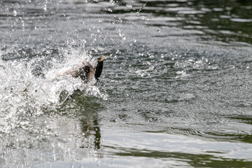 Lure fishing for Asian sea bass or Barramundi