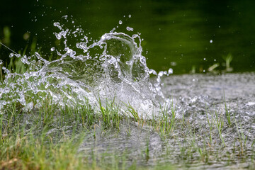 The water surface is broken by the action of the sea bass attacking the lure
