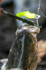 Anglers use pliers to remove hook from mouth of large asian sea bass or Barramundi
