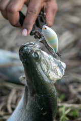 Anglers use pliers to remove hook from mouth of large asian sea bass or Barramundi