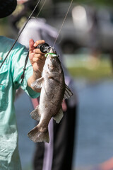 The result of using a lure with beautiful asian sea bass or barramundi