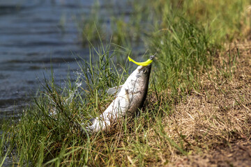 Lure fishing for Asian sea bass or Barramundi