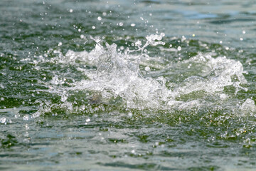 Lure fishing for Asian sea bass or Barramundi