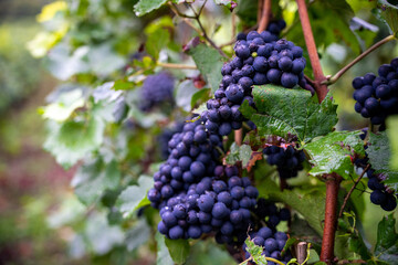 Vendanges en cours de réalisation par des hommes et femmes