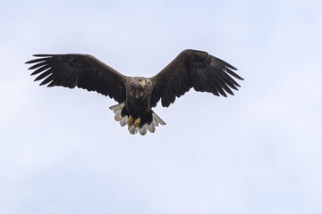 The white tailed eagle in a natural habitat.