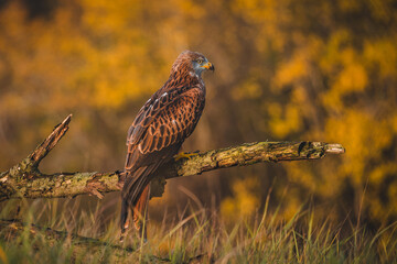 Red kite (Milvus milvus) sitting on dry branch on ground. Red kite portrait in sunny day.