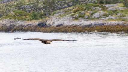 The white tailed eagle in a natural habitat.