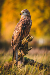 Red kite (Milvus milvus) sitting on dry branch on ground. Red kite portrait in sunny day.