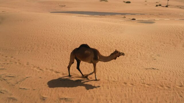 Drone view of a dromedary camel walking in desert dunes of United Arab Emirates