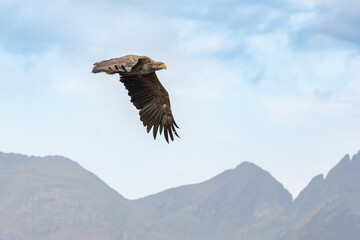 The white tailed eagle in a natural habitat.