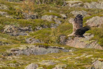 The white tailed eagle in a natural habitat.