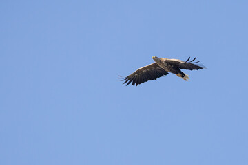 The white tailed eagle in a natural habitat.