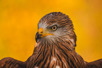 Red kite (Milvus milvus) portrait in sunny day. Blurred background.