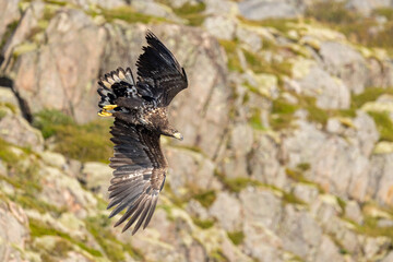 The white tailed eagle in a natural habitat.