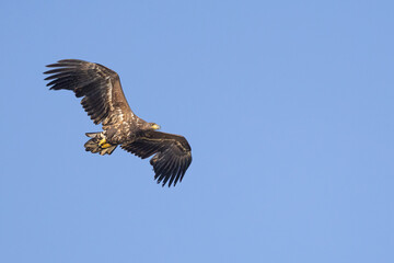 Obraz premium The white tailed eagle in a natural habitat.