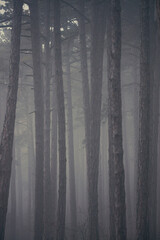 misty autumn forest