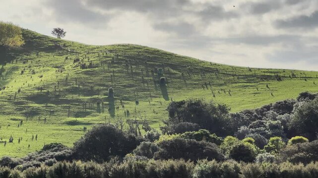 View of a park in New Zealand. Blue ocean and green grass field on spring day. Duder Park.