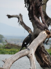 Great cormorant. Great cormorants at Lake Naivasha, Kenya