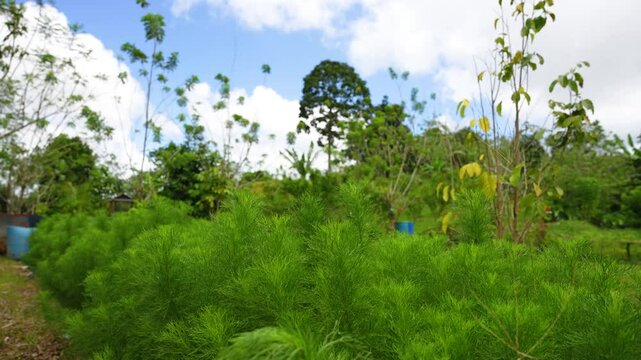 a row of bushy herby dills dancing by the wind