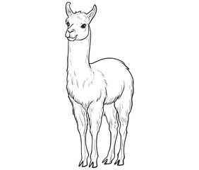 Alpaca silhouette vector, llama line art vector, animal vector