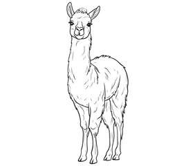 Alpaca silhouette vector, llama line art vector, animal vector