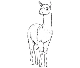 Alpaca silhouette vector, llama line art vector, animal vector