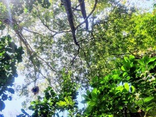leaves in the forest