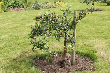 A Crop of Red Apples on a Dwarf Fruit Orchard Tree.