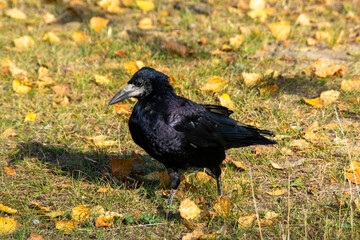 The common raven, also known as the northern raven, all-black passerine bird. A raven is one of several larger-bodied species of the genus Corvus. High quality photo
