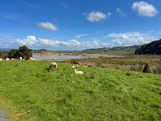 Fototapeta premium Sheep in a public park in New Zealand. Green grass field on a spring day. Duder Park.