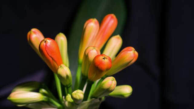 Clivia flowering time-lapse photography