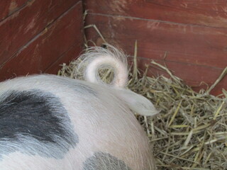 The Hairy Curled Tail of an Adult Gloucester Old Spot Pig.