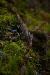 scilla spring flower