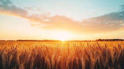 Fototapeta premium golden wheat field at sunset