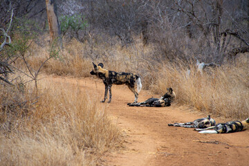 Wild Dogs, Klaserie Reserve, Greater Kruger South Africa