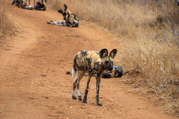 Wild Dogs, Klaserie Reserve, Greater Kruger South Africa