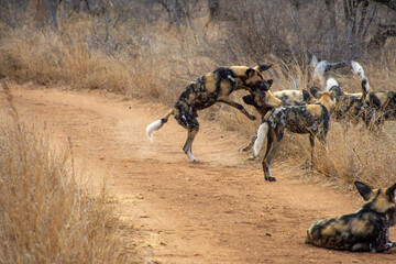 Wild Dogs, Klaserie Reserve, Greater Kruger South Africa