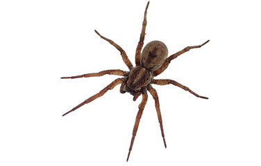 Spiders are a type of book-shaped animal with two body segments, four pairs of legs, no wings, and no chewing legs. All types of spiders are included in the order Araneae.