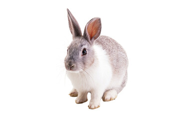 Rabbits are mammals from the Leporidae family, which can be found in many parts of the earth. Rabbits reproduce by giving birth which is called viviparous. Previously, this animal was a wild animal th