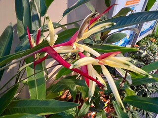 Obraz premium Heliconia with red and yellow petals plant in the garden