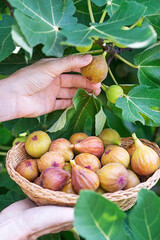 Figs harvest