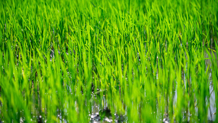 Close-up shot of young green rice plants