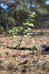 Populus tremula commonly called aspen, common aspen, Eurasian, European or quaking aspen young...
