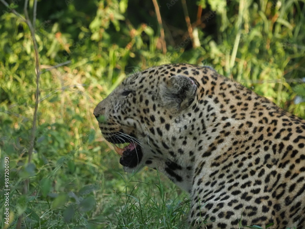 Wall mural big wild male leopard fine art close up or portrait sitting in the forest with eye contact in massai