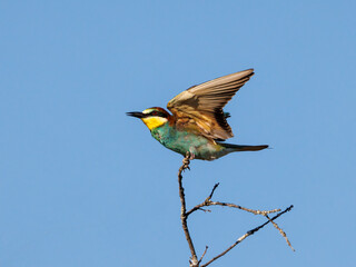 European bee-eater (Merops apiaster). 