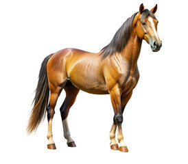 Fototapeta premium Majestic brown horse standing on transparent background
