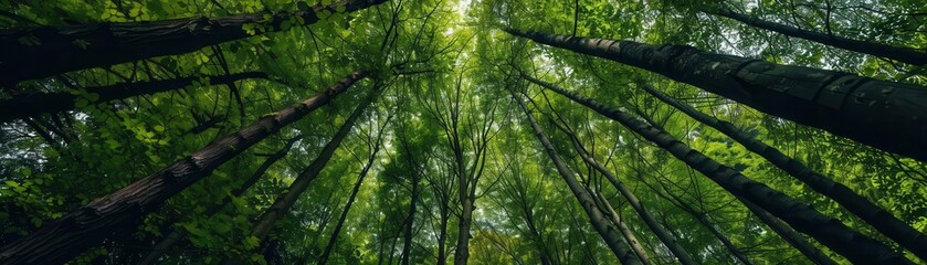 Obraz premium A deep, dark forest, the trees reaching towards the sky like giant pillars