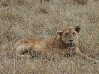 Lion injured in Serengeti National Park, as a result of a territorial battle, and lost his mane due to stress