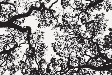 Silhouetted tree branches against sky